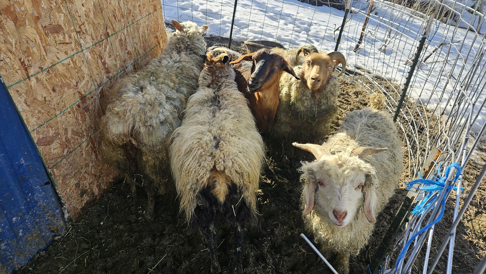 Goats, Icelandic sheepand alpaca