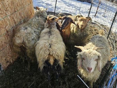 Goats, Icelandic sheepand alpaca