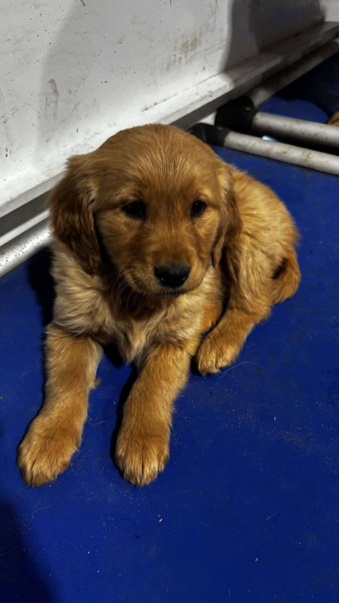 AKC golden retriever female 1 girl left