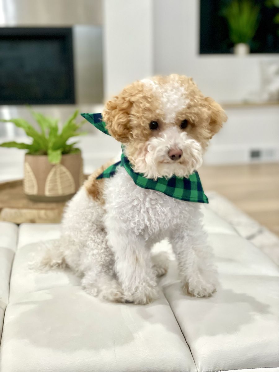 Adorable 6 LB Parti Toy Poodle Stud AKC