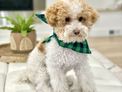 Adorable 6 LB Parti Toy Poodle Stud AKC