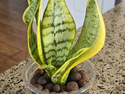 Sansevieria Trifasciata 'Twisted Sister'