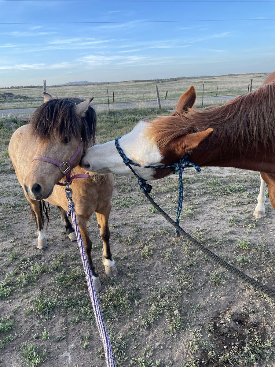 Willie Nelson pony