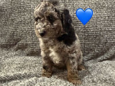 F1B MinI Aussiedoodle Puppies!