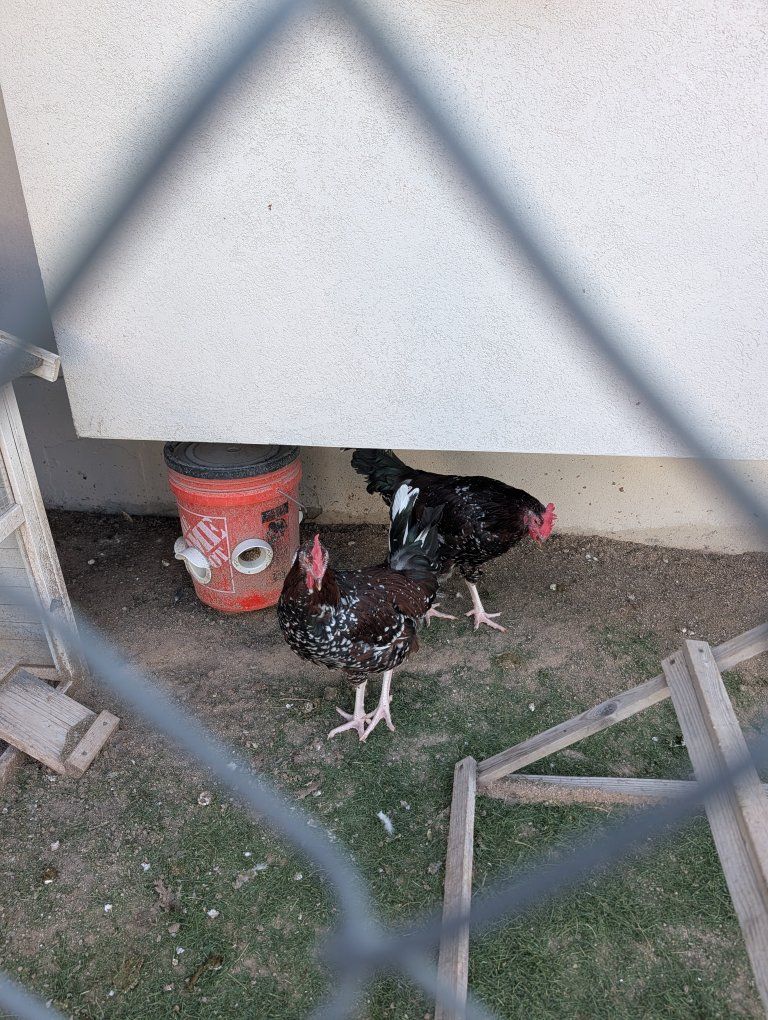 Free roosters