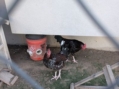 Free roosters