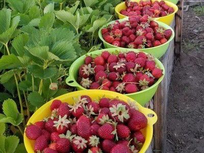 Strawberry Plants 15 for $10, Everberring