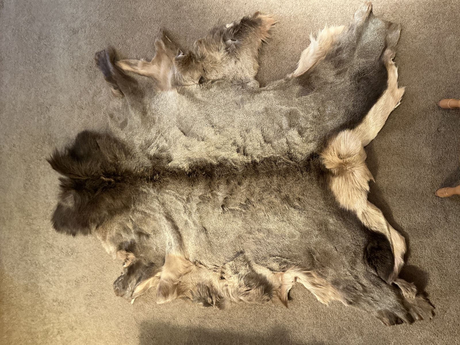 Tanned Cow Elk Hide Approximately 7’ x 5’