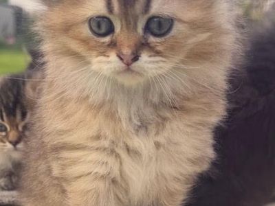 Beautiful Scottish Straight Kittens Looking for Loving Homes