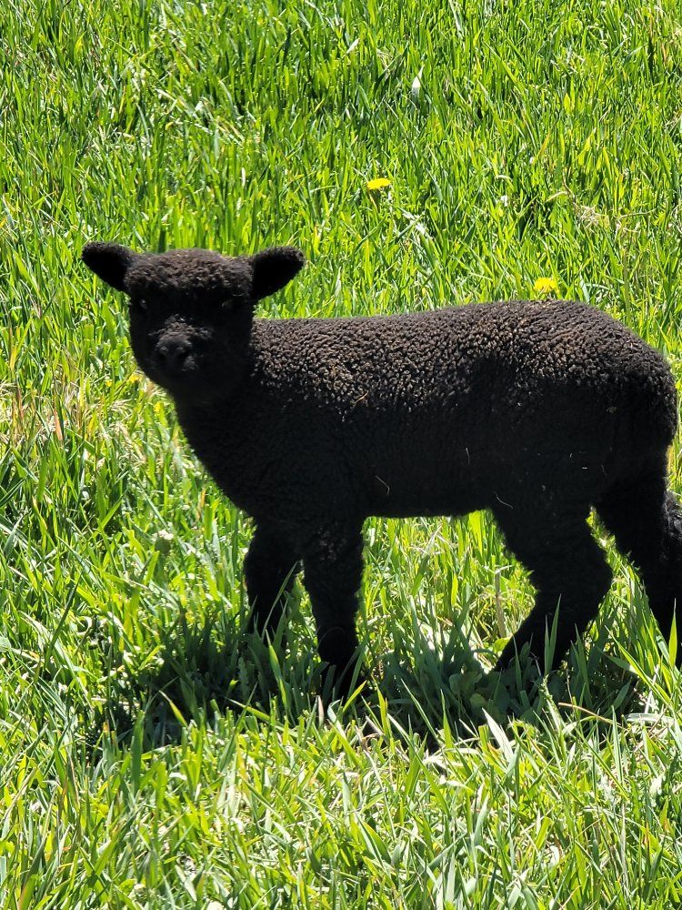 Olde English Babydoll Miniture Southdown Sheep - Ewes, lamb & ram