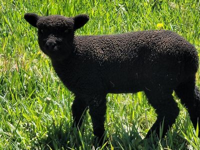 Olde English Babydoll Miniture Southdown Sheep - Ewes, lamb & ram