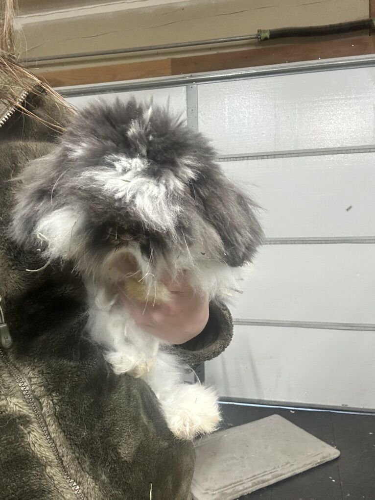 Teddy Angora Mix