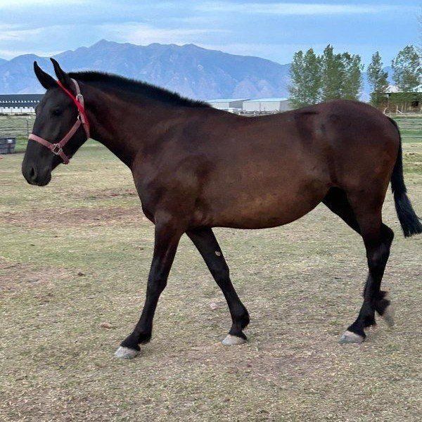 Bright Light (Warlander Grade mare)