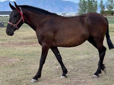 Bright Light (Warlander Grade mare)