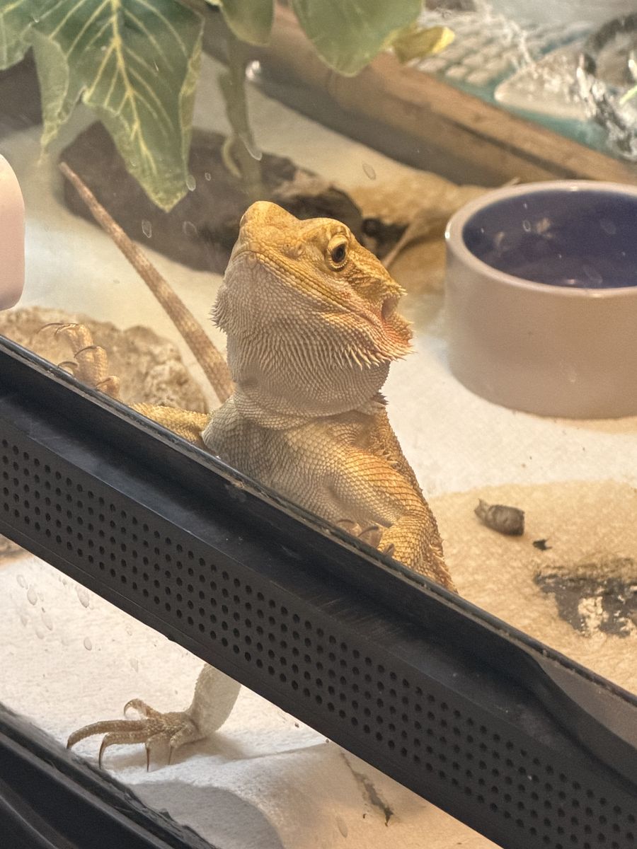 Male bearded dragon