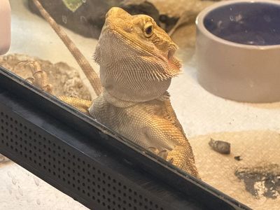 Male bearded dragon