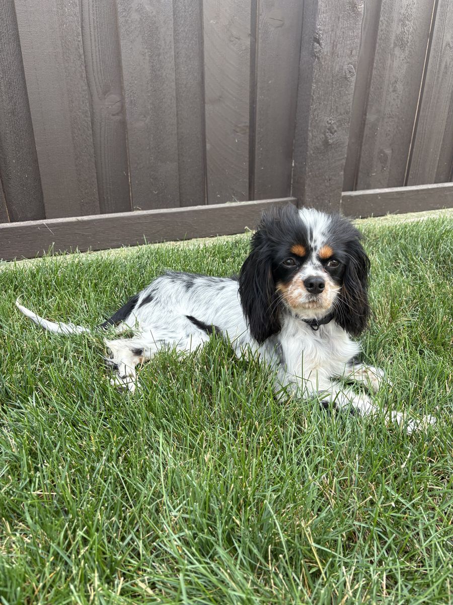 King Charles Cavalier male