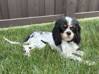 King Charles Cavalier male