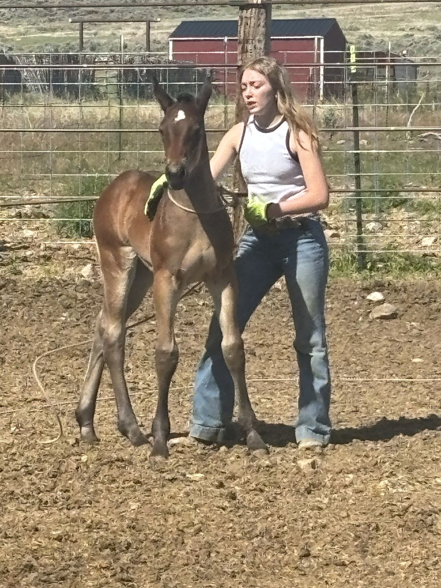 HALF DRAFT FILLY