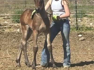 HALF DRAFT FILLY