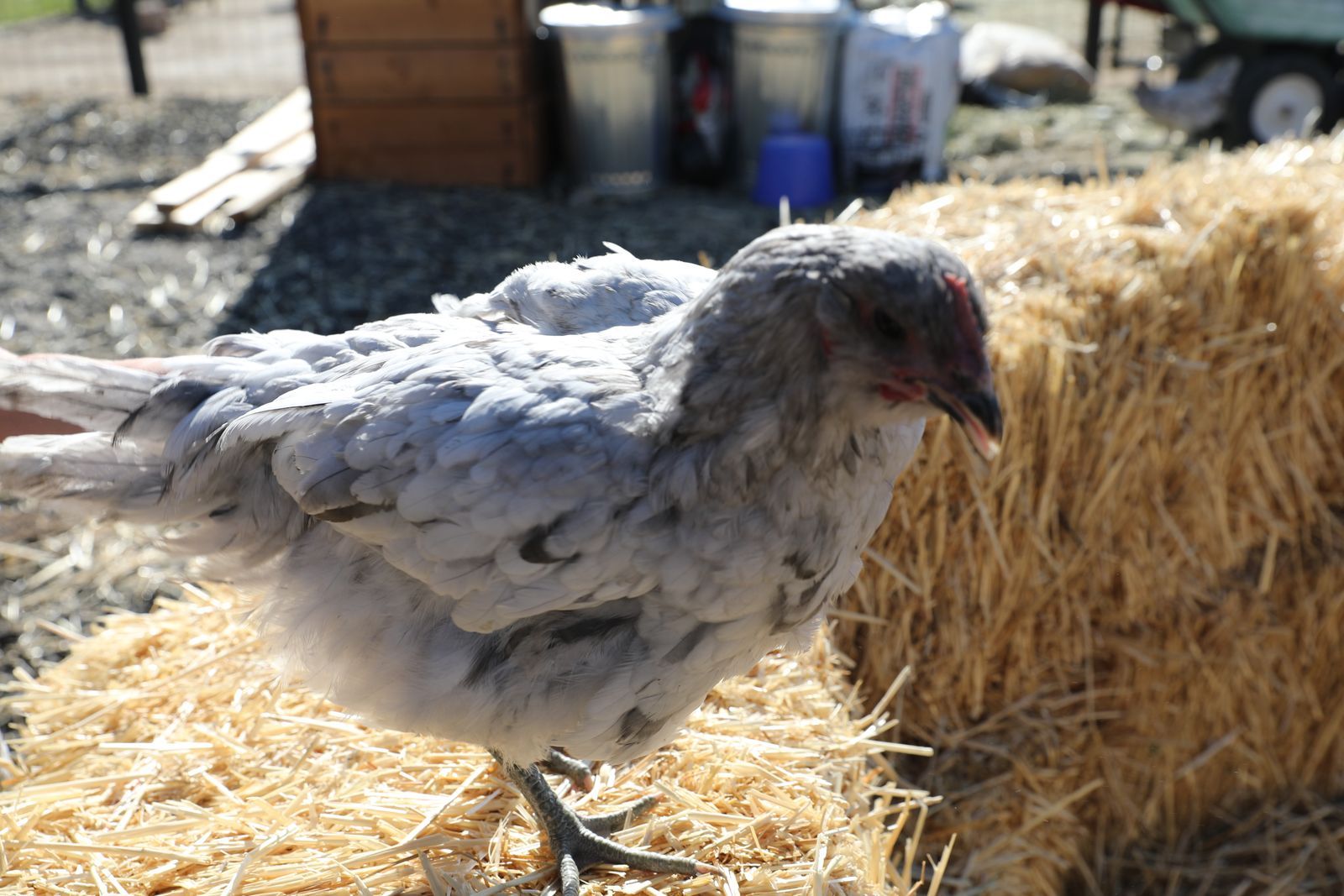 Collective Academy Chickens