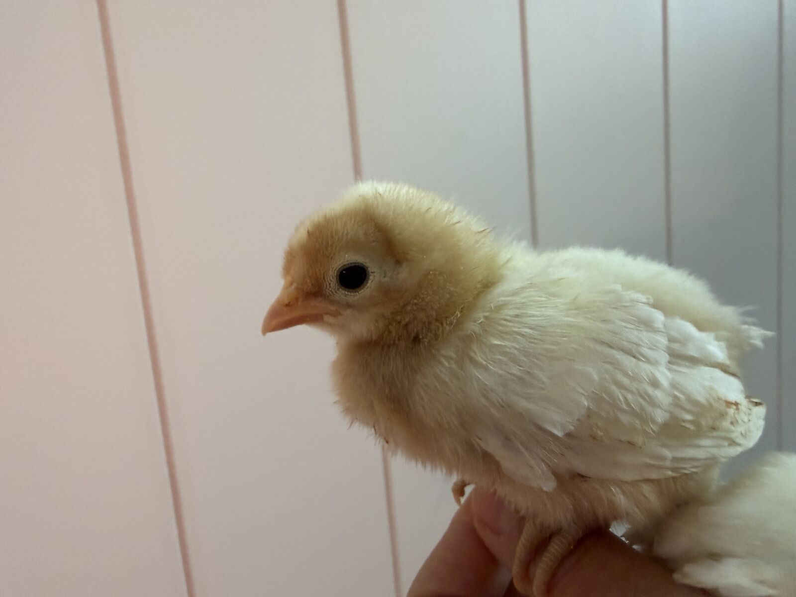 2 Opal legbars chicks available! Excellent free rangers!