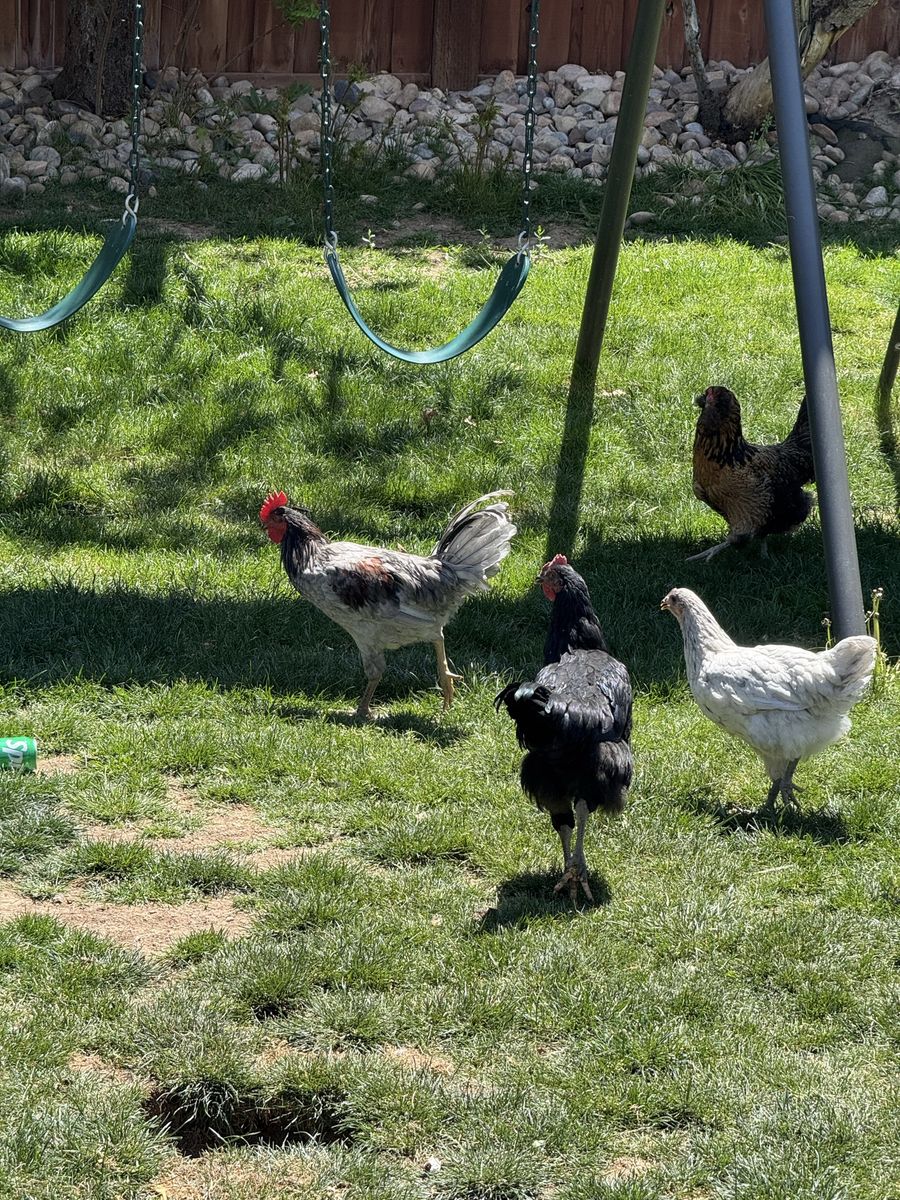 Free blue jersey giant rooster