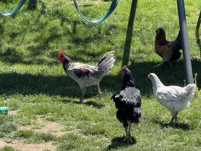Free blue jersey giant rooster