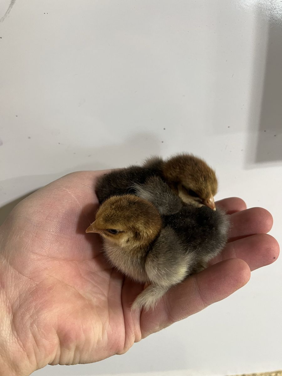 Calico/Mille Fleur Cochin Bantam Chicks