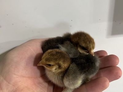 Calico/Mille Fleur Cochin Bantam Chicks