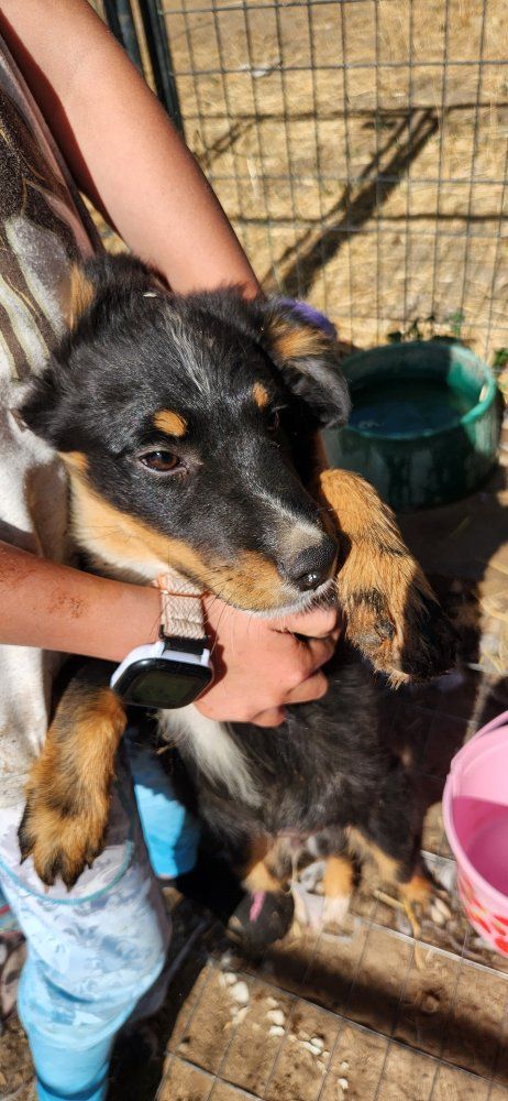 ASDR registered mini/standard Aussie Shepherd Puppy - Ready for a Loving Home!