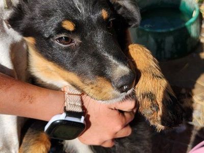 ASDR registered mini/standard Aussie Shepherd Puppy - Ready for a Loving Home!