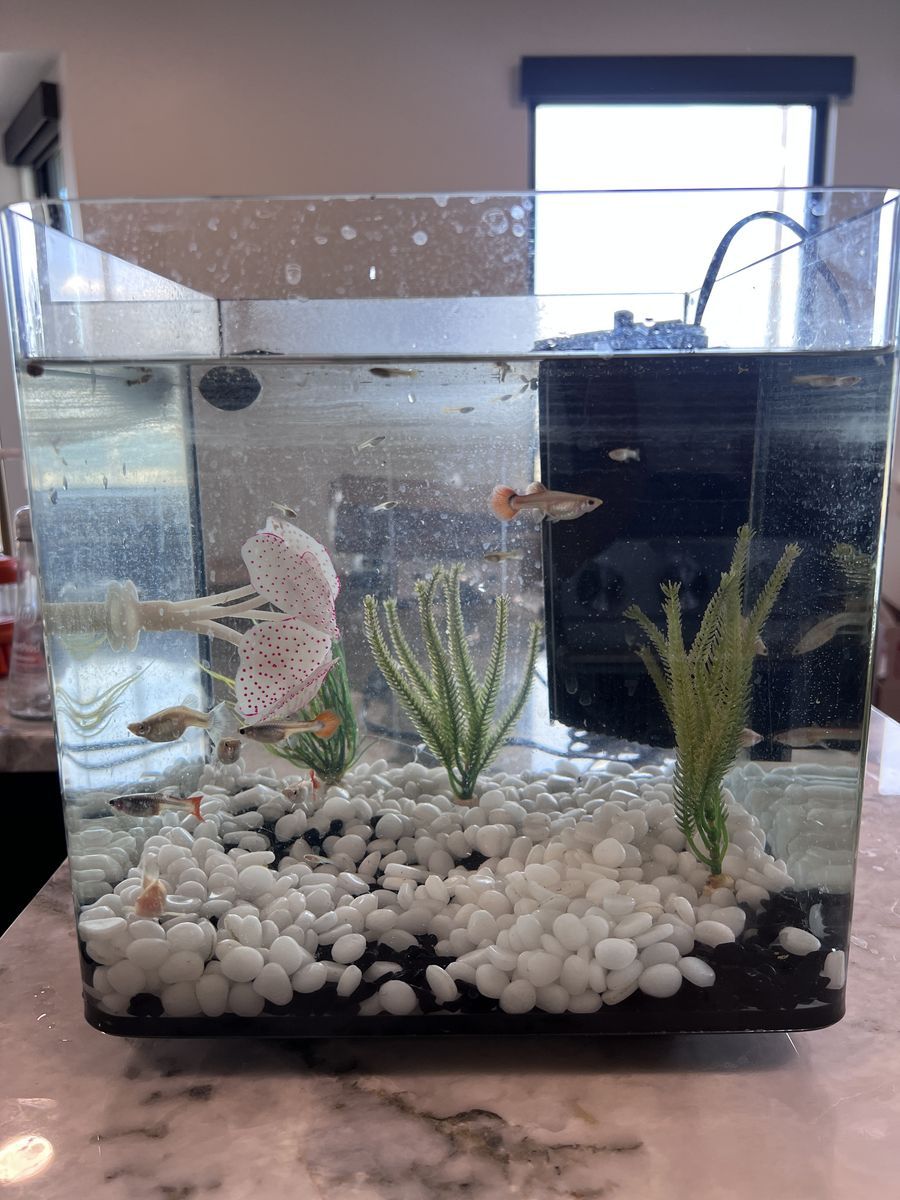 Fish Aquarium