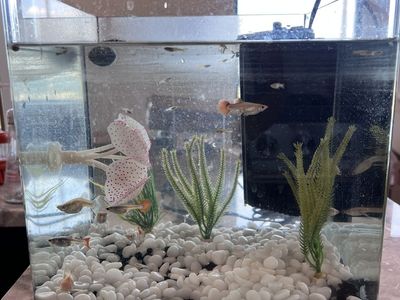 Fish Aquarium