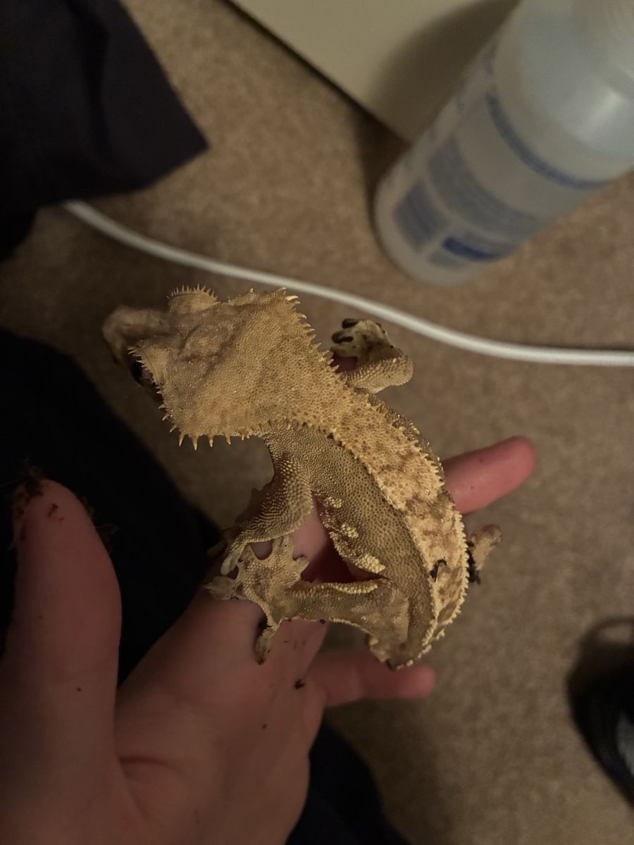 Handsome Proven Adult Male Flame Crested Gecko