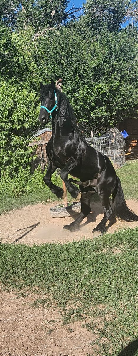 Black Friesian Horse Stallion for season