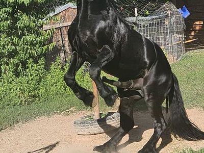 Black Friesian Horse Stallion for season