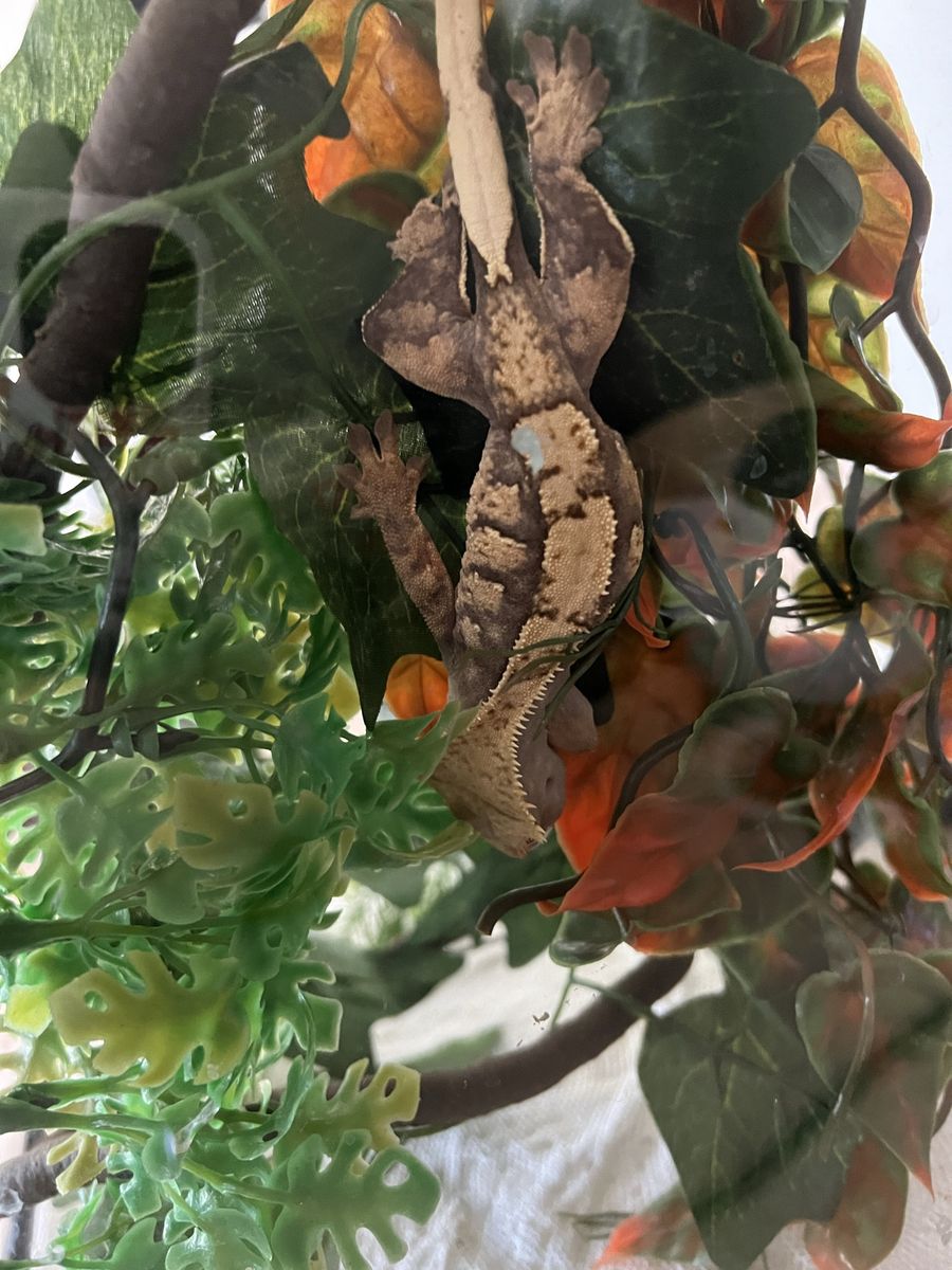Crested Gecko