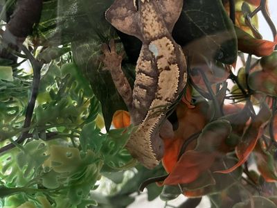 Crested Gecko