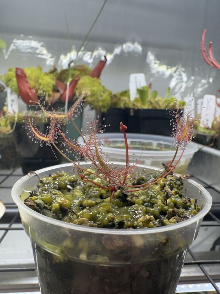 Carnivorous plants Nepenthes Pinguicula Drosera