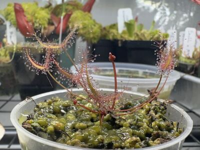 Carnivorous plants Nepenthes Pinguicula Drosera