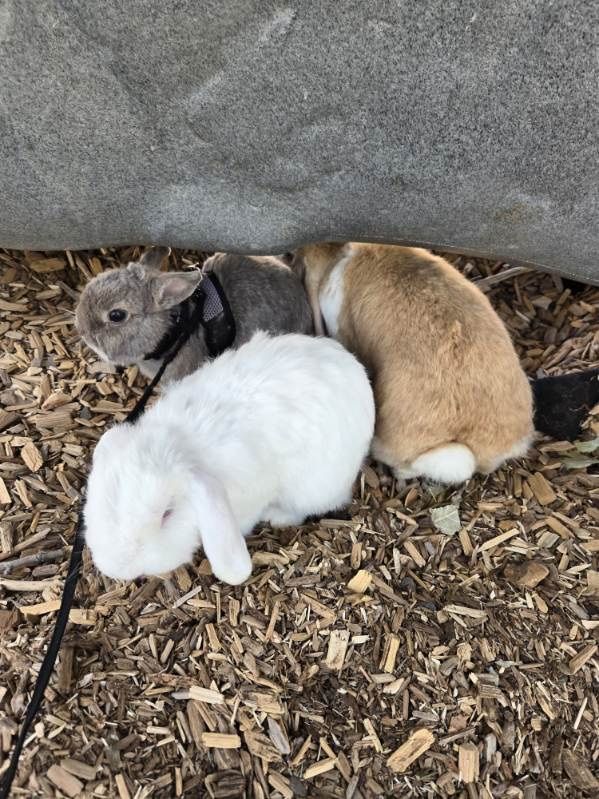 ISO temporary foster care for 3 rabbits 