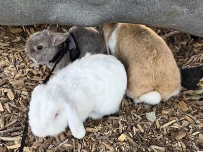 ISO temporary foster care for 3 rabbits