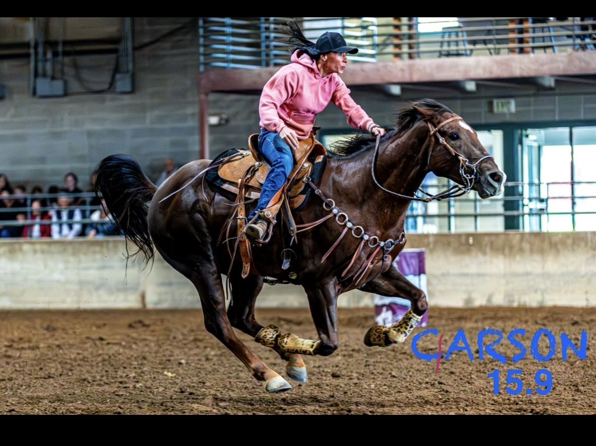 Talented Barrel gelding