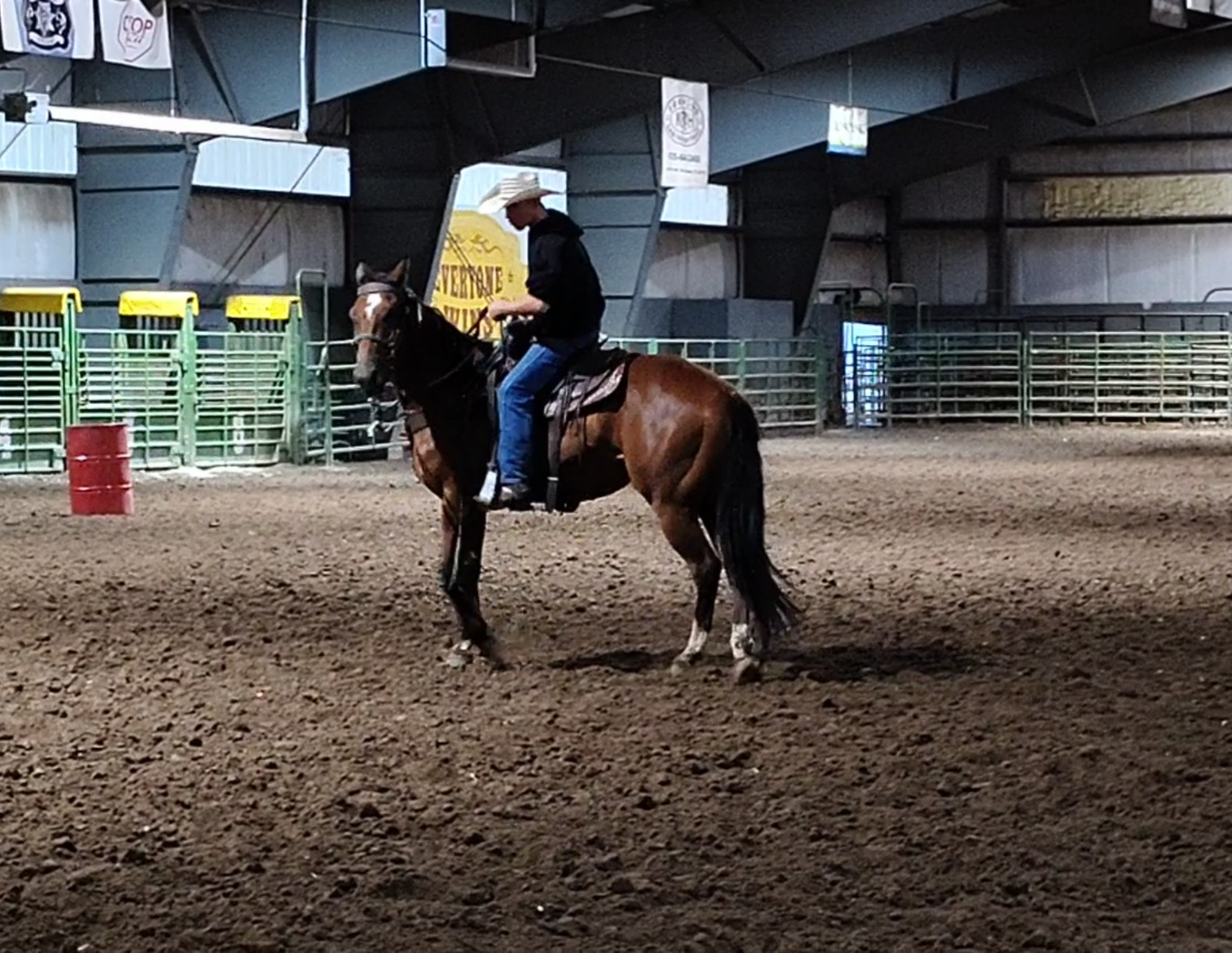 Handsome qh gelding