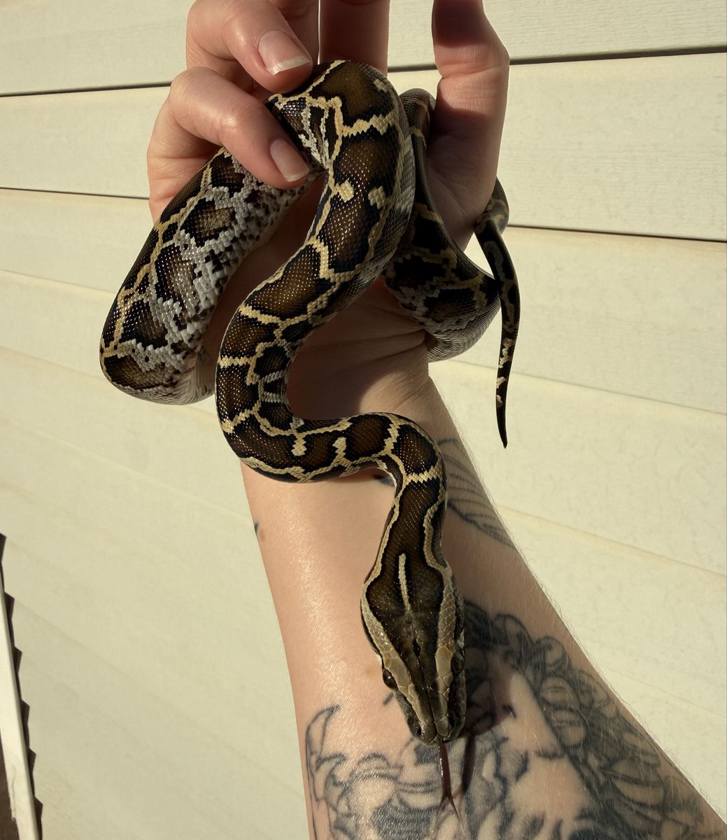Burmese Python Het Albino