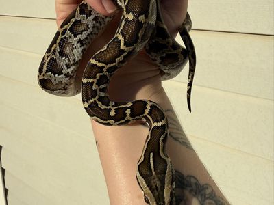 Burmese Python Het Albino