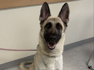 A159908 Olivia is Available for Adoption!