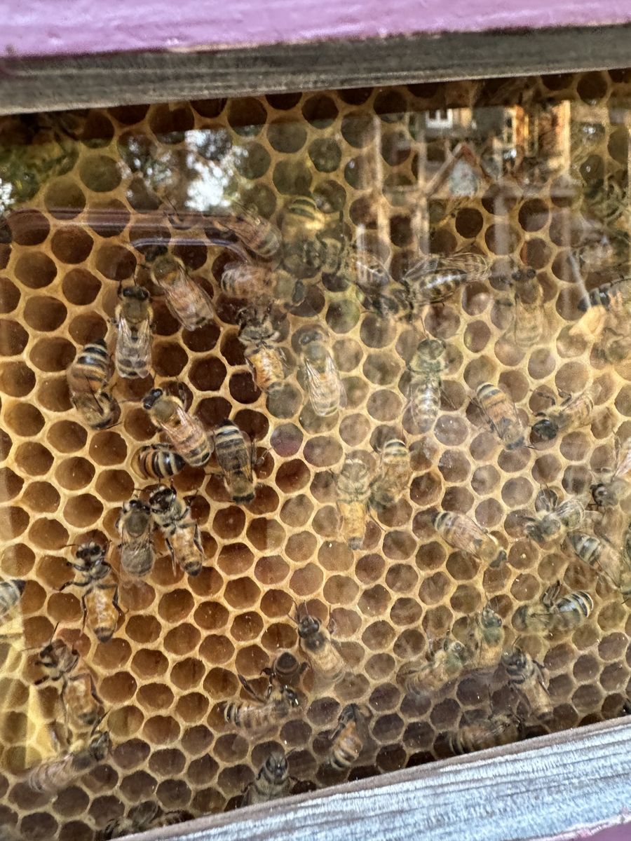 Bee Swarm Removal
