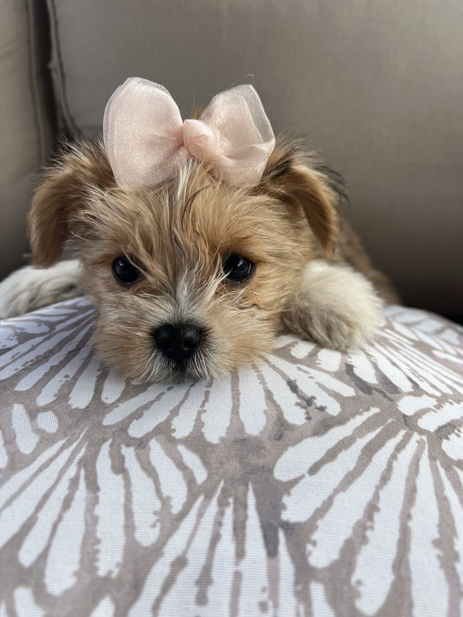 Yorkie Poo Puppy